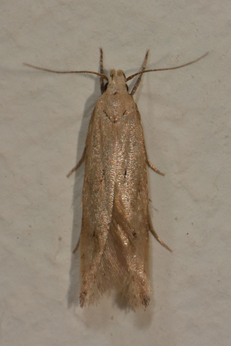 Piccolina da id. - Cfr. Acompsia tripunctella, Gelechiidae